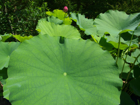 でっかい葉っぱ