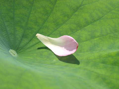 葉の上の落ちた花びら