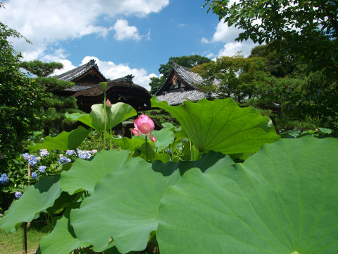紫陽花が残ってた