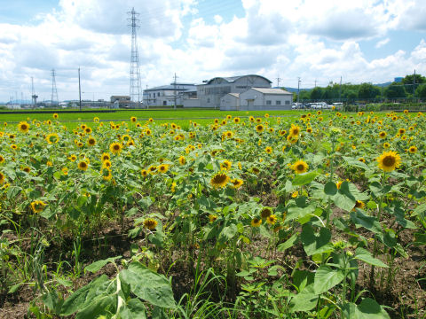 こんな早い時期に咲いていたんだ
