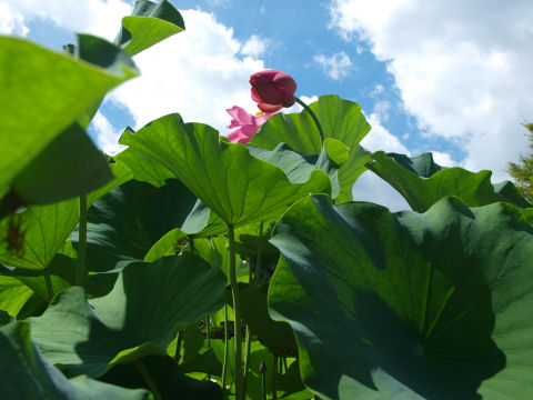 まだまだ伸びるつぼみ