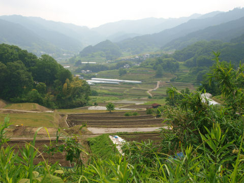 これから水を張る？