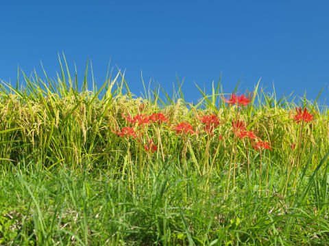 稲の黄色と彼岸花の赤のコントラスト