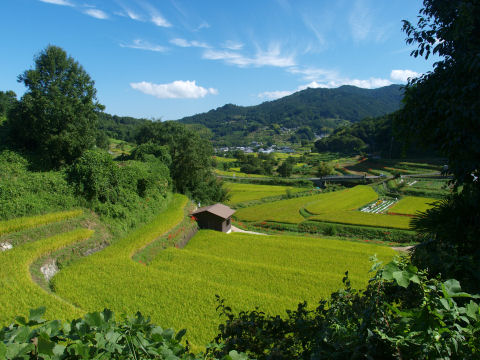 天気が良いと緑が映える