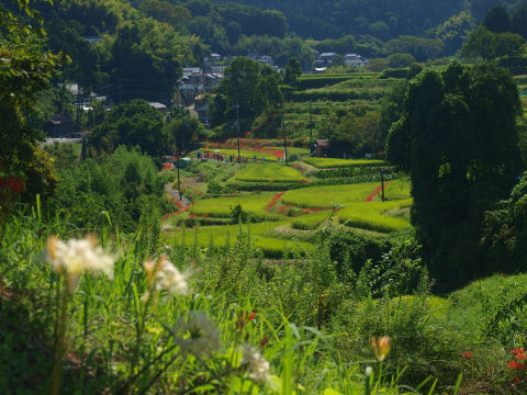 上のほうから見た案山子路