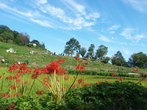 彼岸花と人がいっぱい
