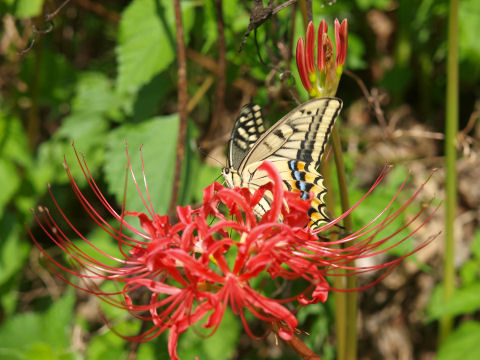 細川で撮った彼岸花とちょうちょ