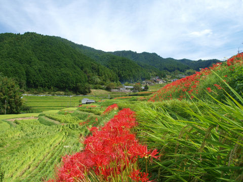 家屋がよく見られる