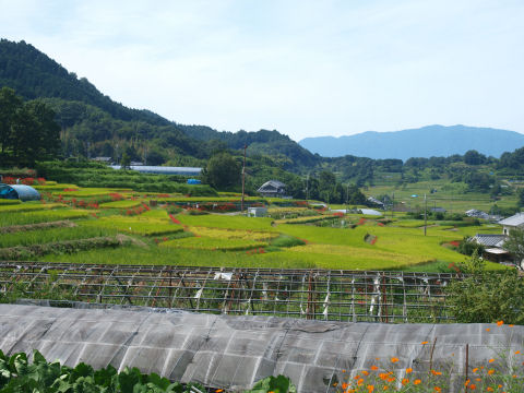 去年コスモスが咲いていた辺りか・・・?