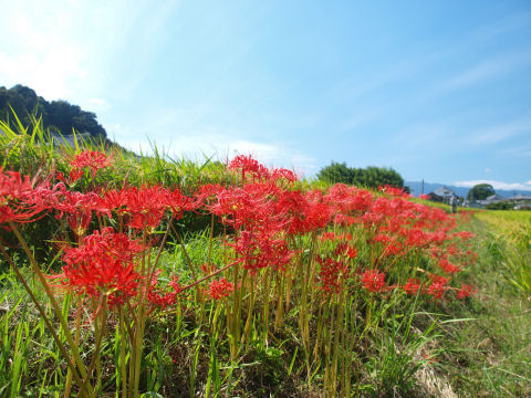残念ながら人が遠くに どかないんだもん