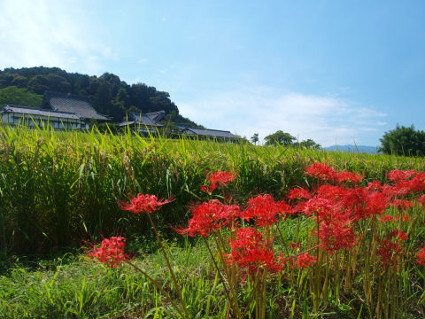 思ったより彼岸花が少なかった