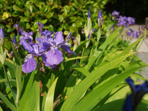 時期的にもアヤメ