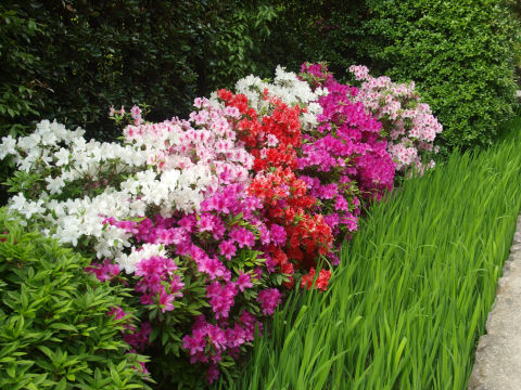 日陰なのがザンネン