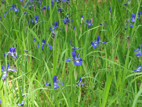 遠くて暗いところにある