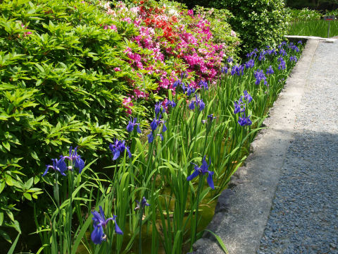 でも咲いてたのは3分の1くらい