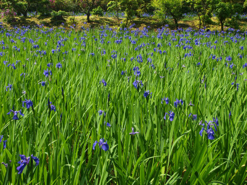 真ん中の島を向いて撮影