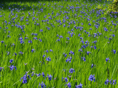 咲いてる咲いてる