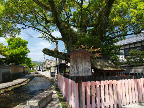道路の真ん中にある大木と社
