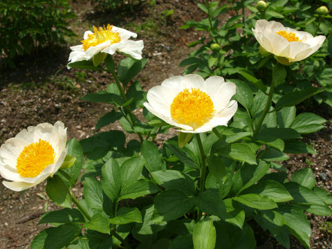 あまり見たことない花