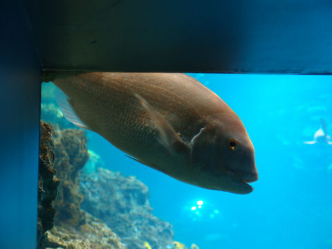 家族は見てない