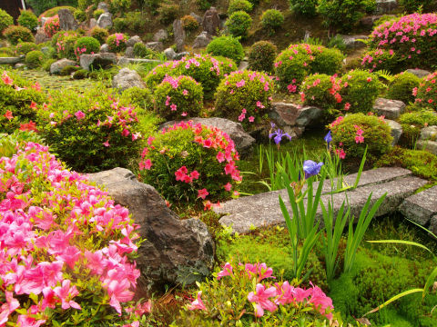 他にアヤメやスイレンなど