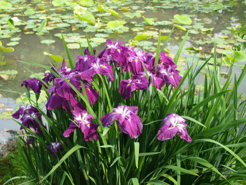 ほぼ唯一きれいに咲いていたアヤメ