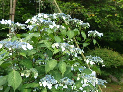 紫陽花も咲き始め