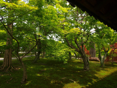 一面緑 まれに赤あり