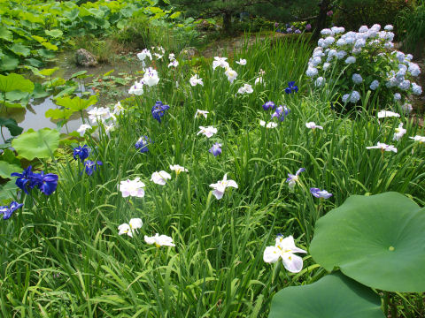 花菖蒲と紫陽花と蓮