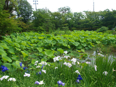 池の水面が見えなくなる位茂る