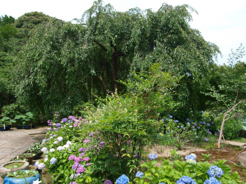 あの美しさはいずこへ