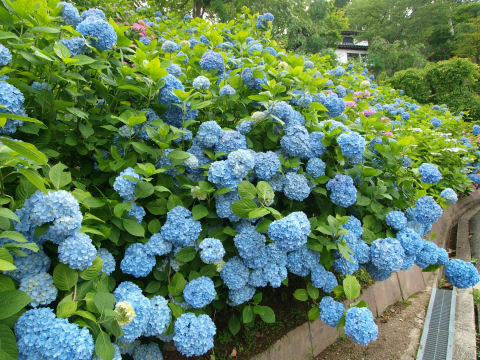 上に見えるのはトイレ