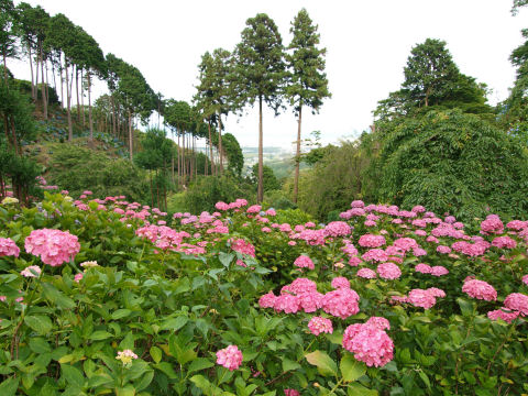 大原野が見える