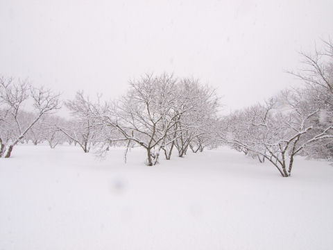 何かの果樹園か