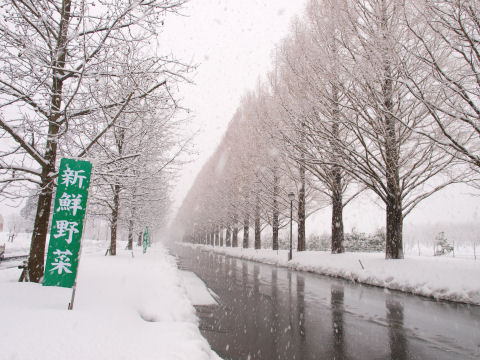 どんな新鮮野菜があるのか