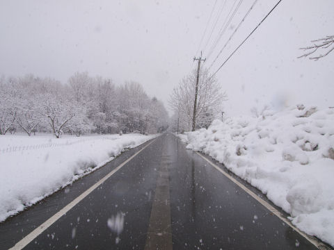 メタセコイア並木じゃなくてもストレート
