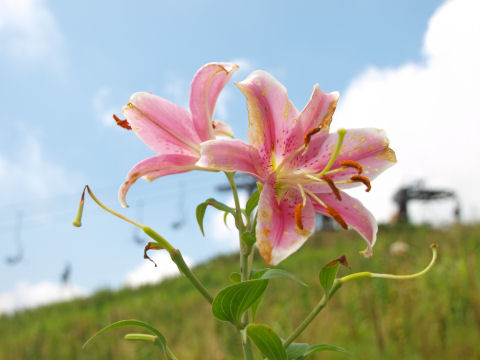 リフトをバックに