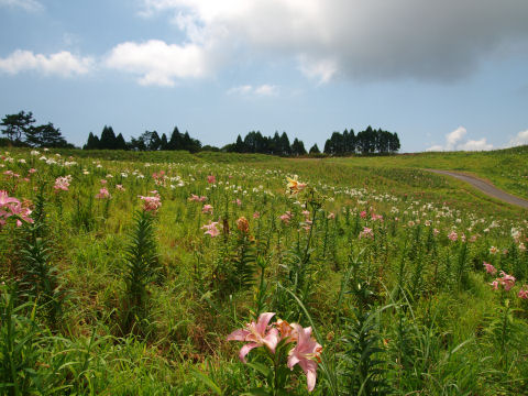 ピンクゾーン？