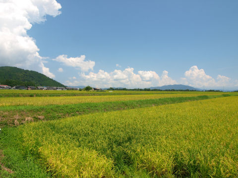 ちょっとだけ棚田