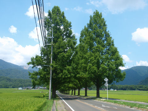 山と水田という田園風景