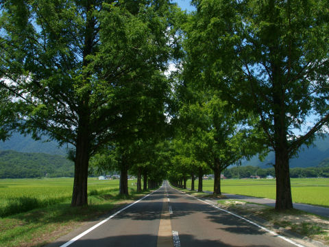 先がちょっと登りになっているのがよい