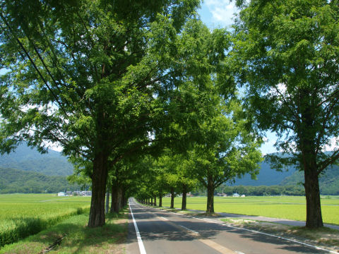 電線じゃまだなあ