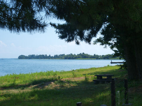 子供が飛び込んでた
