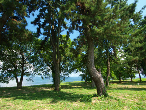 並木越しに湖を