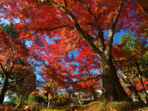 地蔵院近くの庭