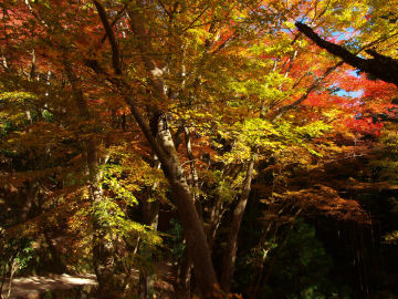 地蔵院から金堂への道の入口