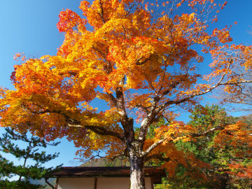 かわらけ投げ売店の裏