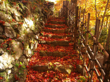 立ち入り禁止のためつもった落葉