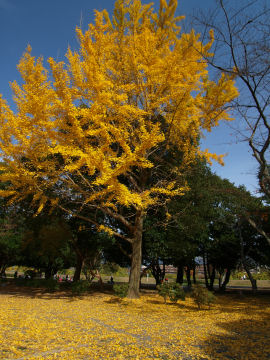 黄色く染まるイチョウもまたよし