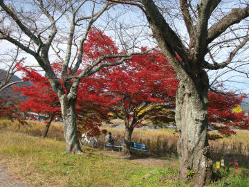 紅葉名所で紅葉の元新聞を読むオッサン